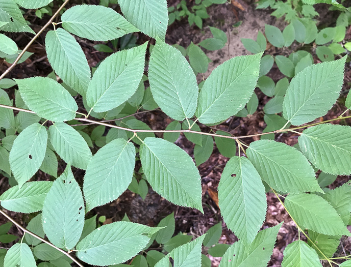 image of Betula lenta var. lenta, Sweet Birch, Cherry Birch, Black Birch, "Mahogany"