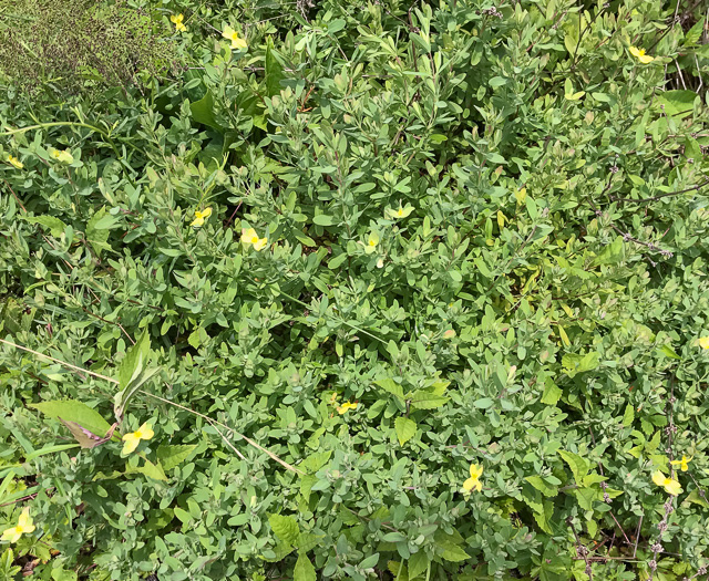 image of Hypericum stragulum, Straggling St. Johnswort, Low St. Johnswort, Creeping St. Andrew's Cross