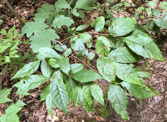 image of Eubotrys recurvus, Mountain Sweetbells, Mountain Fetterbush, Deciduous Fetterbush