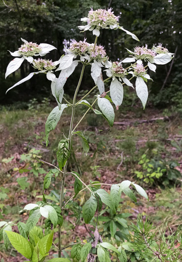 image of Pycnanthemum loomisii, Loomis's Mountain-mint