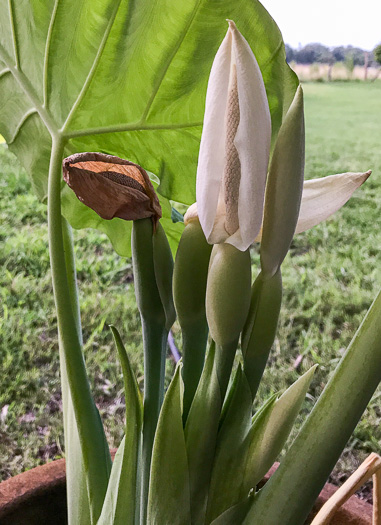 spathe