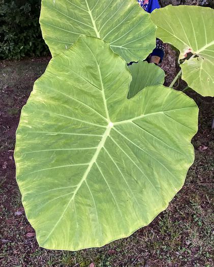 Colocasia gigantea, Giant Elephant's-ear, Indian Taro