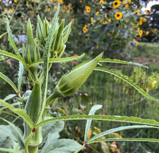 image of Abelmoschus esculentus, Okra, Gumbo