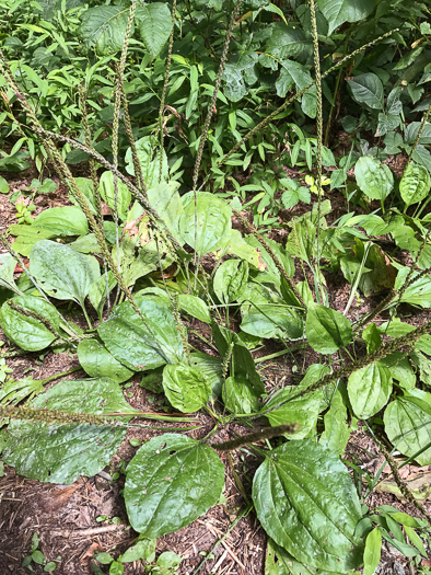 image of Plantago rugelii, American Plantain, Broad-leaved Plantain, Blackseed Plantain, Rugel’s Plantain