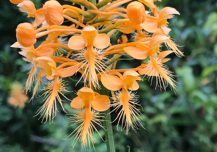 Yellow Fringed Orchid