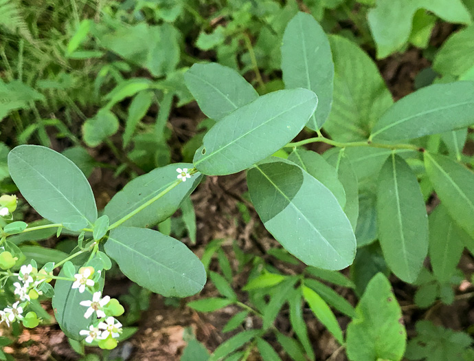 image of Euphorbia pubentissima, False Flowering Spurge, Southeastern Flowering Spurge, Southern Flowering Spurge