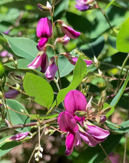 image of Lespedeza bicolor, Bicolor Lespedeza, Bicolor, Shrubby Lespedeza