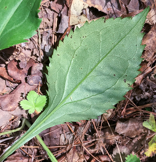 image of Solidago vaseyi, Vasey's Goldenrod, Atlantic Goldenrod