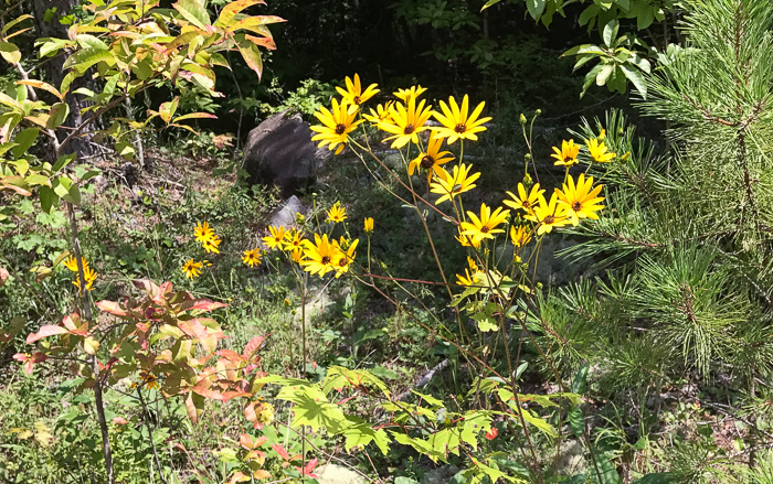 image of Helianthus atrorubens, Purple-disk Sunflower, Hairy Wood Sunflower, Appalachian Sunflower