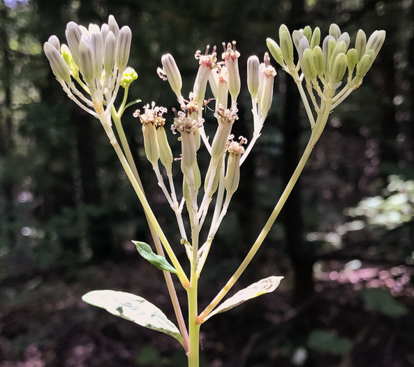 image of Arnoglossum atriplicifolium, Pale Indian Plantain