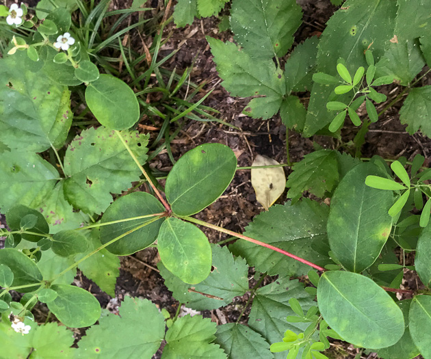 image of Euphorbia pubentissima, False Flowering Spurge, Southeastern Flowering Spurge, Southern Flowering Spurge