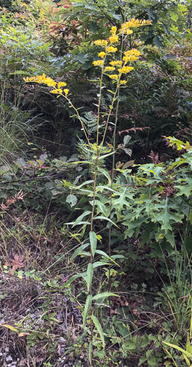 image of Solidago odora, Licorice Goldenrod, Sweet Goldenrod, Anise Goldenrod, Anise-scented Goldenrod