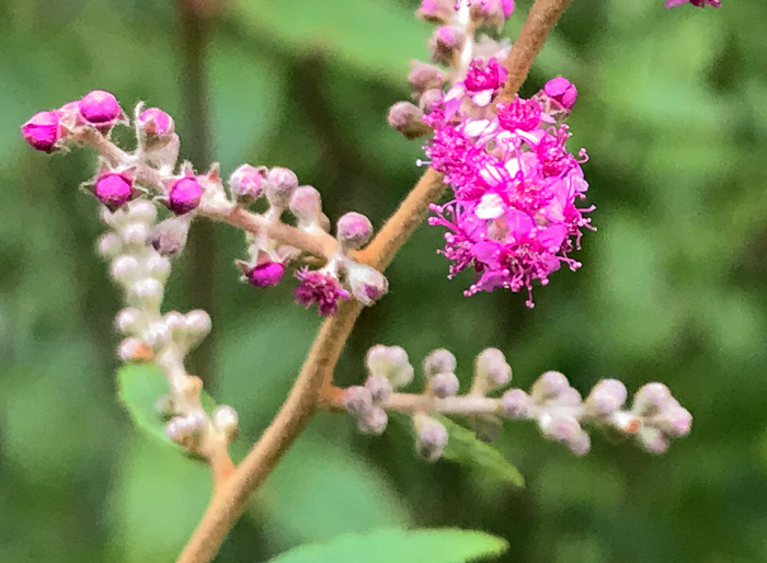 image of Spiraea tomentosa, Hardhack, Steeplebush, Rosy Meadowsweet