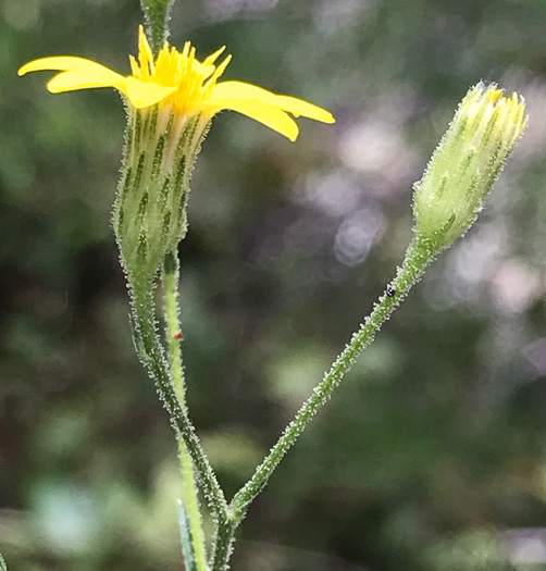 image of Pityopsis aspera var. adenolepis, Carolina Silkgrass, Pineland Silkgrass, Grassleaf Goldenaster