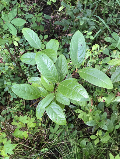 image of Viburnum nudum, Southern Wild Raisin, Possumhaw, Swamp Viburnum, Swamp-haw