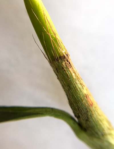 image of Persicaria setacea, Swamp Smartweed, Bog Smartweed