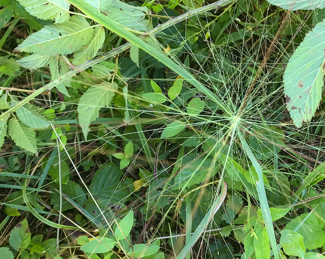 sepals or bracts of Eragrostis spectabilis, Purple Lovegrass, Tumblegrass