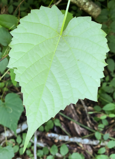 image of Vitis baileyana, Possum Grape