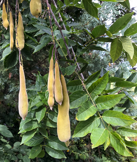 image of Wisteria sinensis, Chinese Wisteria