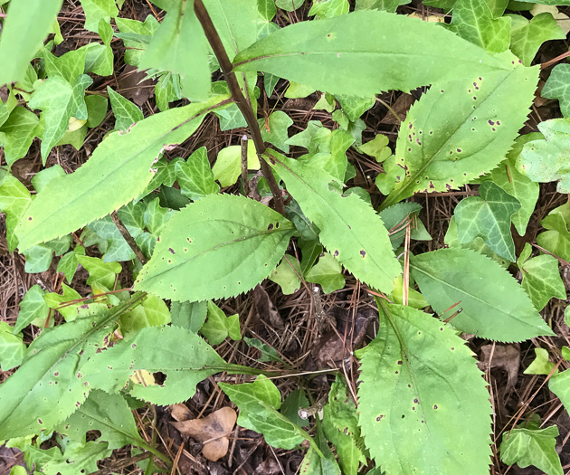 image of Solidago vaseyi, Vasey's Goldenrod, Atlantic Goldenrod