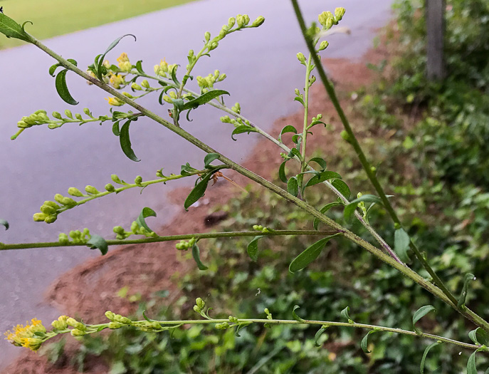 image of Solidago vaseyi, Vasey's Goldenrod, Atlantic Goldenrod