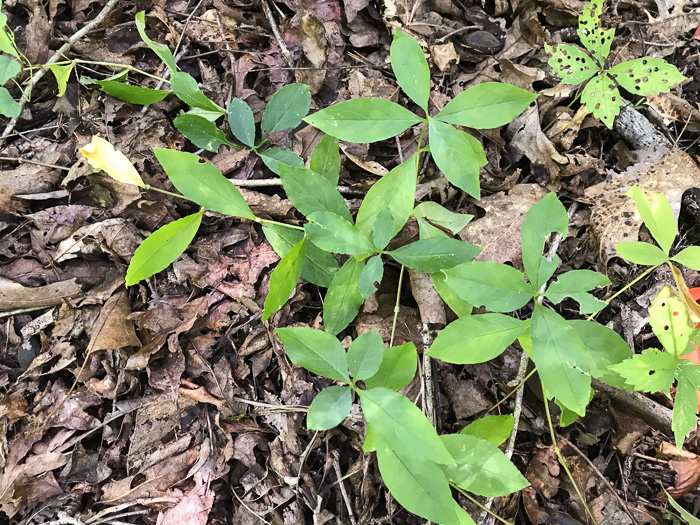 image of Stellaria pubera, Giant Chickweed, Star Chickweed, Great Chickweed, Common Starwort