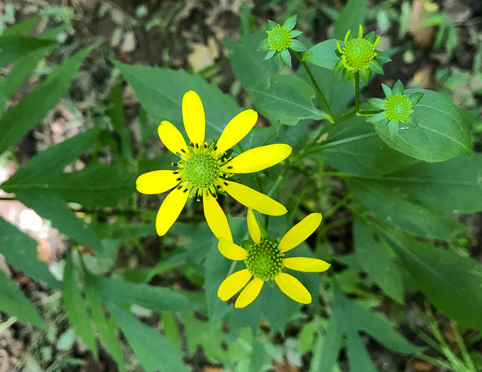 image of Rudbeckia laciniata var. laciniata, Greenheaded Coneflower, Common Cutleaf Coneflower