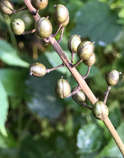 fruit of Actaea racemosa, Common Black Cohosh, Early Black Cohosh, Black Snakeroot