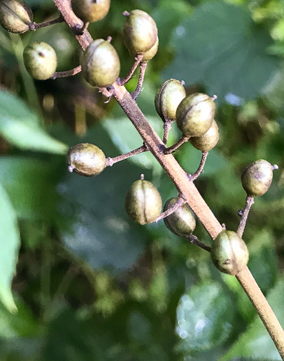 Actaea racemosa, Common Black Cohosh, Early Black Cohosh, Black Snakeroot, black bugbane