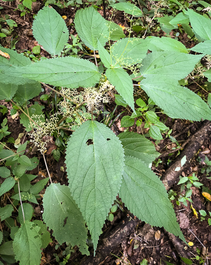 image of Laportea canadensis, Canada Wood-nettle