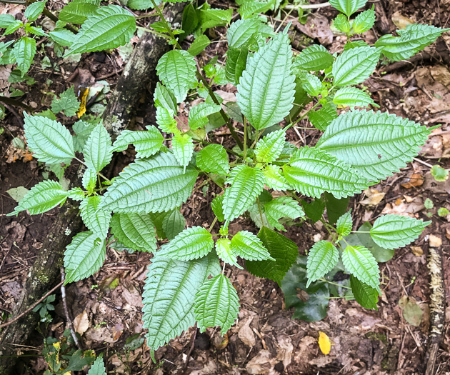 image of Pilea pumila, Greenfruit Clearweed, Richweed, Coolwort, Canadian Clearweed