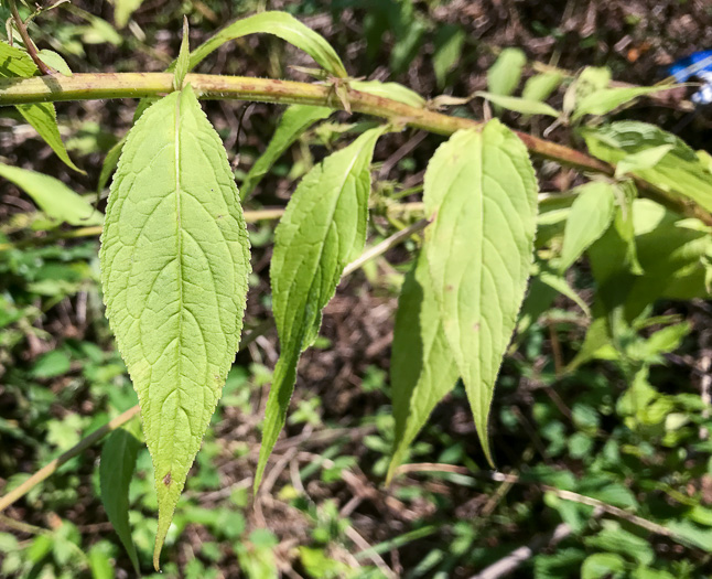 image of Campanulastrum americanum, Tall Bellflower