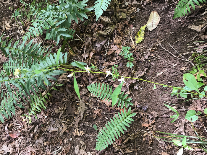 image of Doellingeria infirma, Appalachian Flat-topped White Aster, Cornel-leaf Aster, Cornel-leaf Whitetop Aster, Appalachian Whitetop Aster