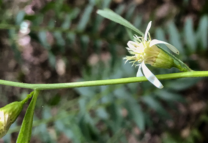 image of Doellingeria infirma, Appalachian Flat-topped White Aster, Cornel-leaf Aster, Cornel-leaf Whitetop Aster, Appalachian Whitetop Aster