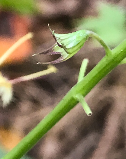 image of Collinsonia canadensis, Northern Horsebalm, Citronella, Canada Stoneroot, Canada Horsebalm