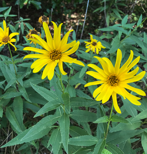 image of Helianthus laetiflorus, Showy Sunflower, cheerful sunflower