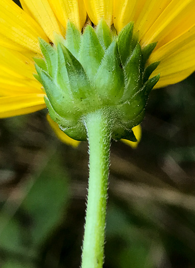 image of Helianthus laetiflorus, Showy Sunflower, cheerful sunflower