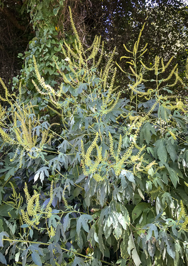 image of Ambrosia trifida var. trifida, Giant Ragweed, Great Ragweed
