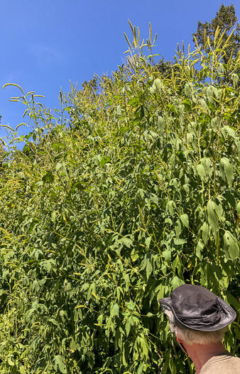 image of Ambrosia trifida var. trifida, Giant Ragweed, Great Ragweed