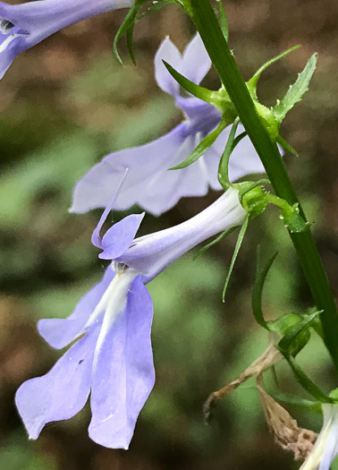 image of Lobelia amoena, Southern Lobelia