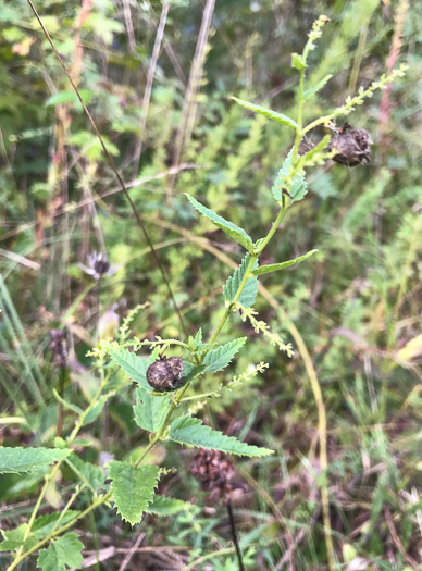 image of Tragia urticifolia, Nettleleaf Noseburn, Tragia