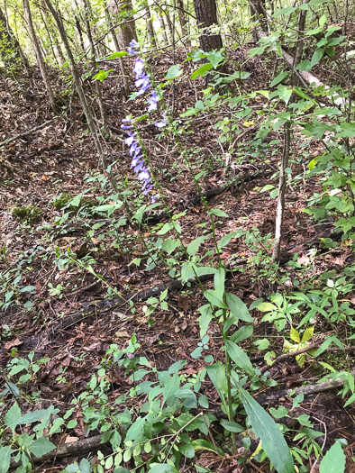 image of Lobelia amoena, Southern Lobelia