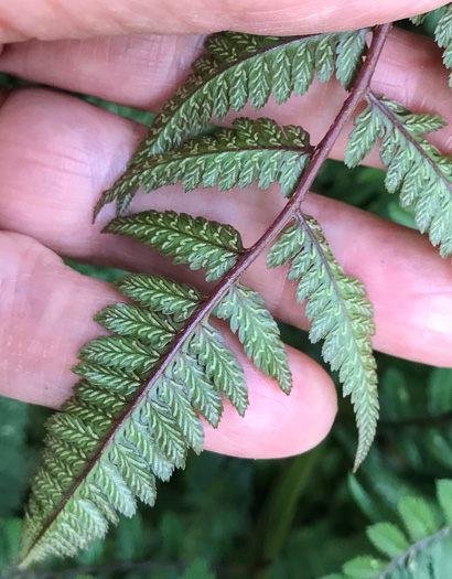 image of Anisocampium niponicum, Japanese Painted Fern