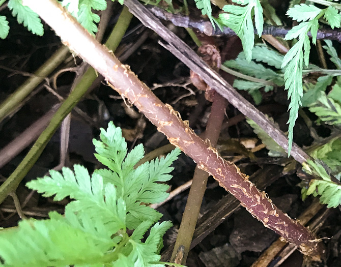 image of Anisocampium niponicum, Japanese Painted Fern