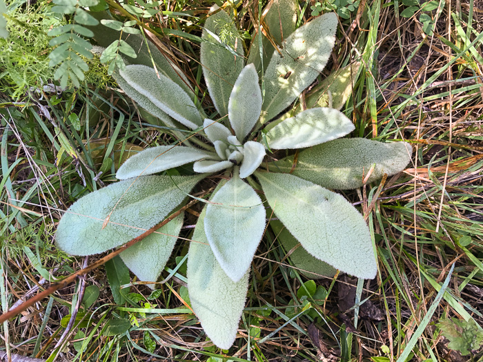 image of Verbascum thapsus ssp. thapsus, Woolly Mullein, Common Mullein, Flannel-plant, Velvet-plant