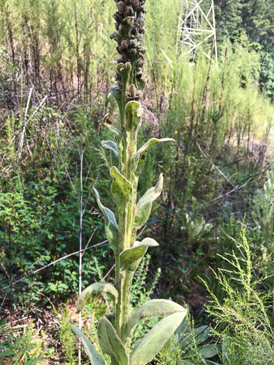 image of Verbascum thapsus ssp. thapsus, Woolly Mullein, Common Mullein, Flannel-plant, Velvet-plant