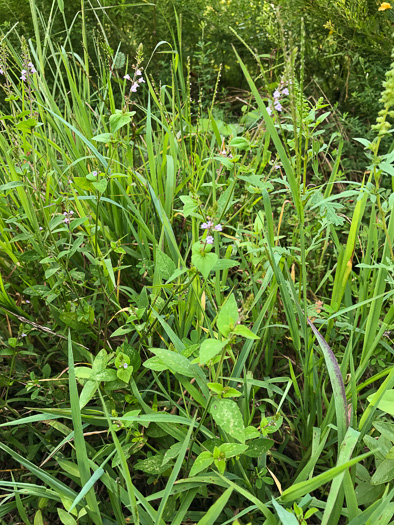 image of Mosla dianthera, Miniature Beefsteak-plant, Mosla