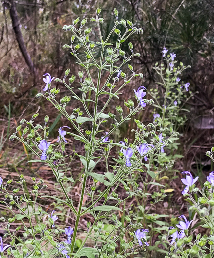 image of Trichostema dichotomum, Common Blue Curls, Forked Blue Curls