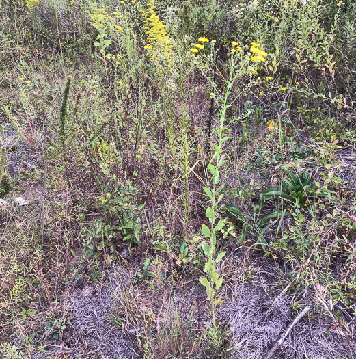 image of Heterotheca subaxillaris, Camphorweed