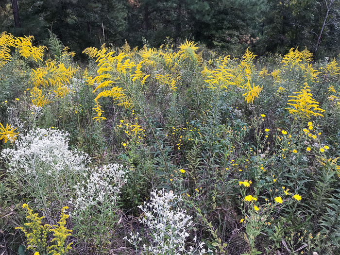 image of Solidago altissima var. altissima, Tall Goldenrod, Field Goldenrod, Common Goldenrod